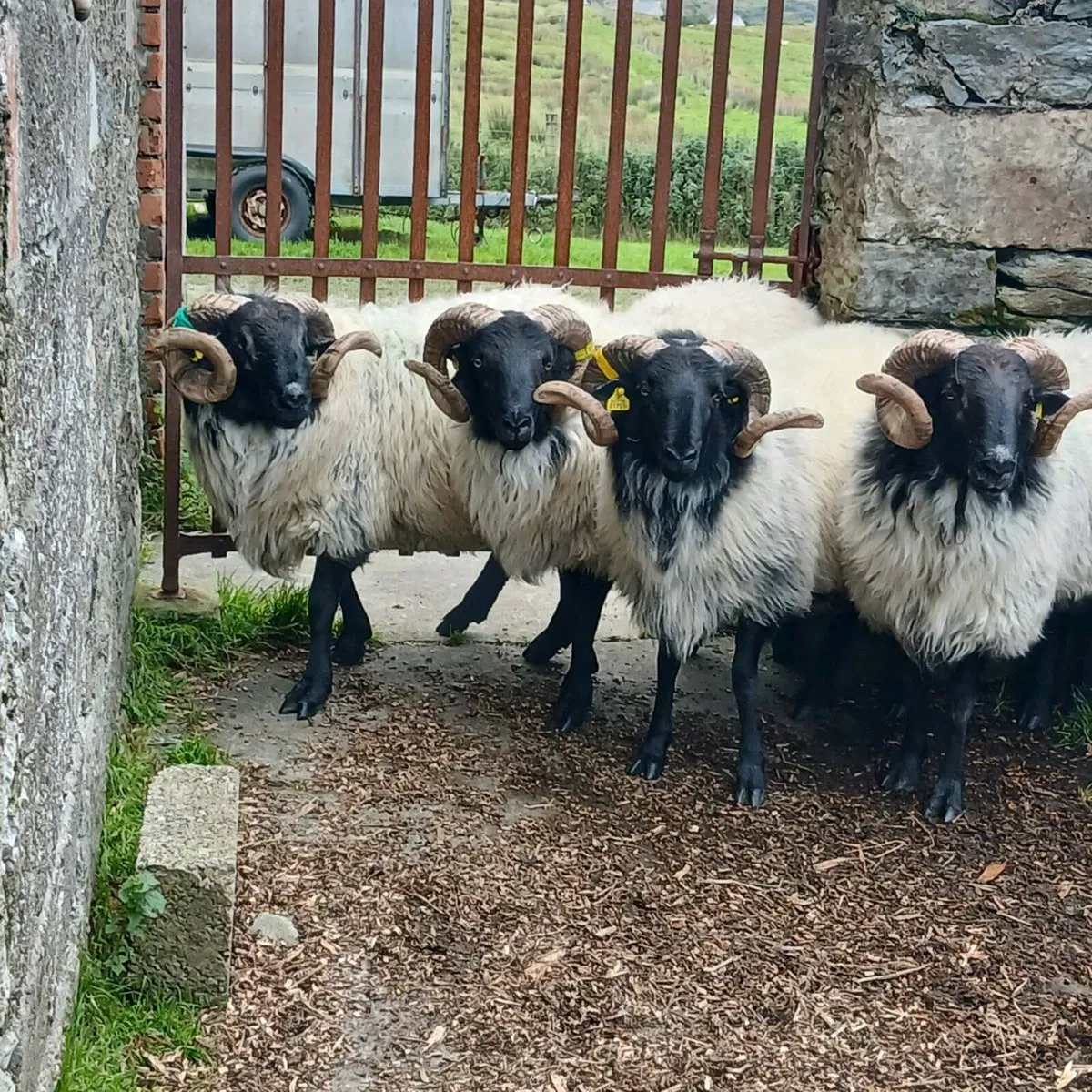 Mayo hogget rams ,  ewe lambs and hogget ewes. - Image 4