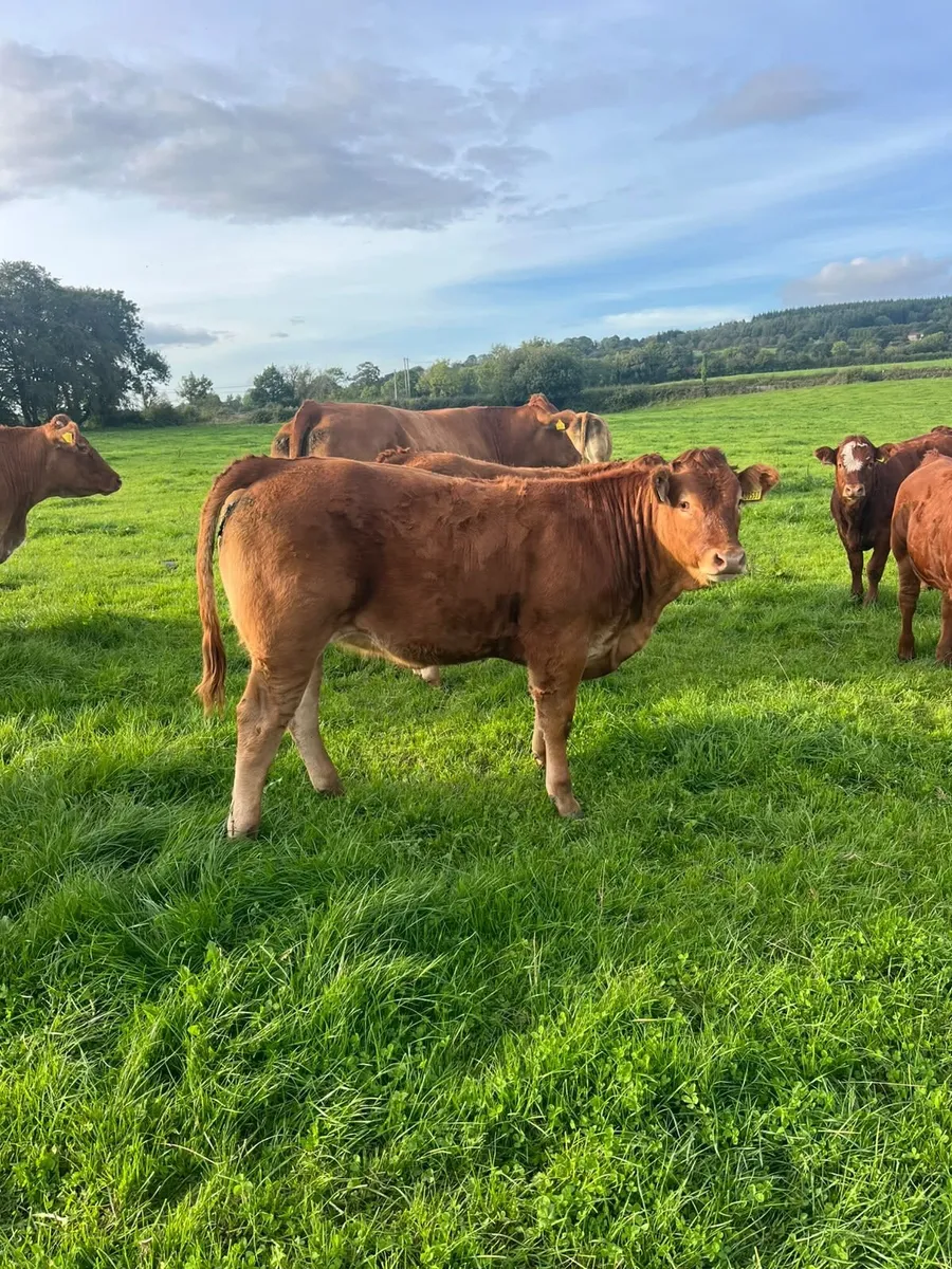 Organic heifers for gort show & sale Oct 1st - Image 4