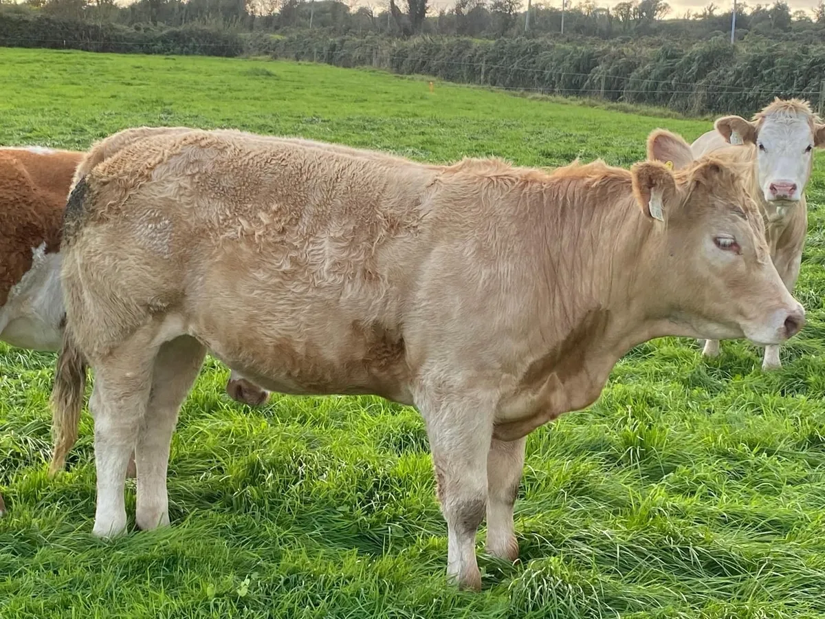 Organic heifers for gort show & sale Oct 1st - Image 2