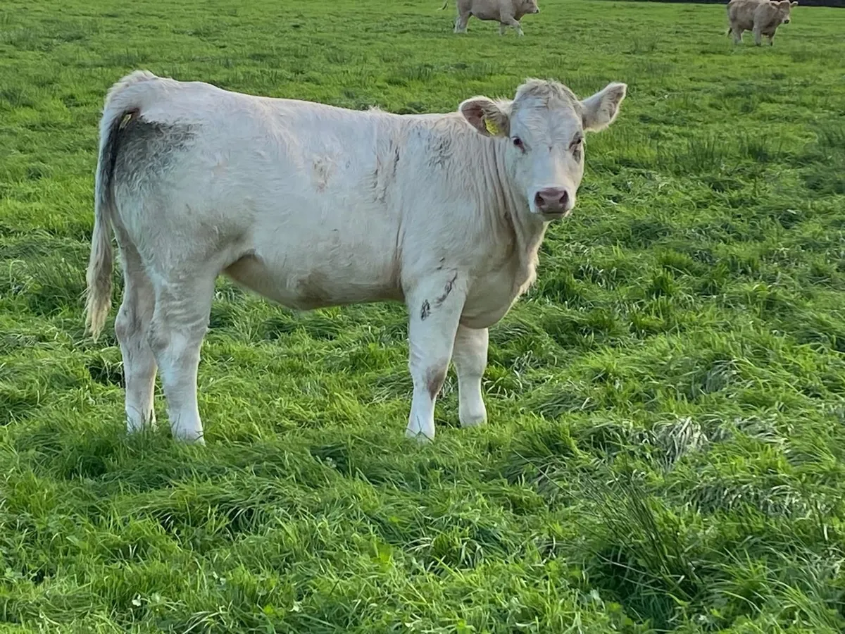 Organic heifers for gort show & sale Oct 1st - Image 3