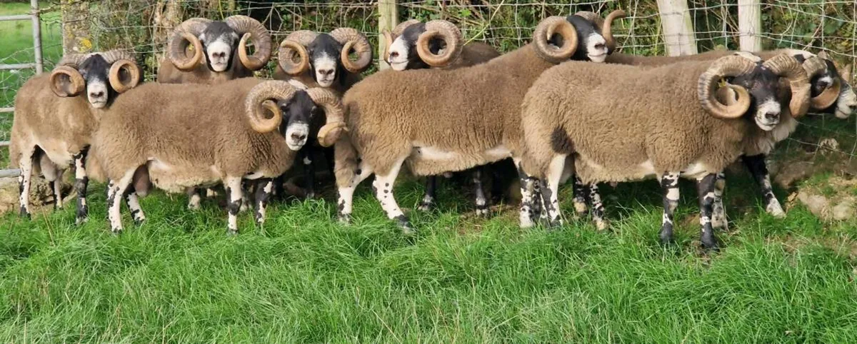 South of Ireland Lanark Rams - Image 1