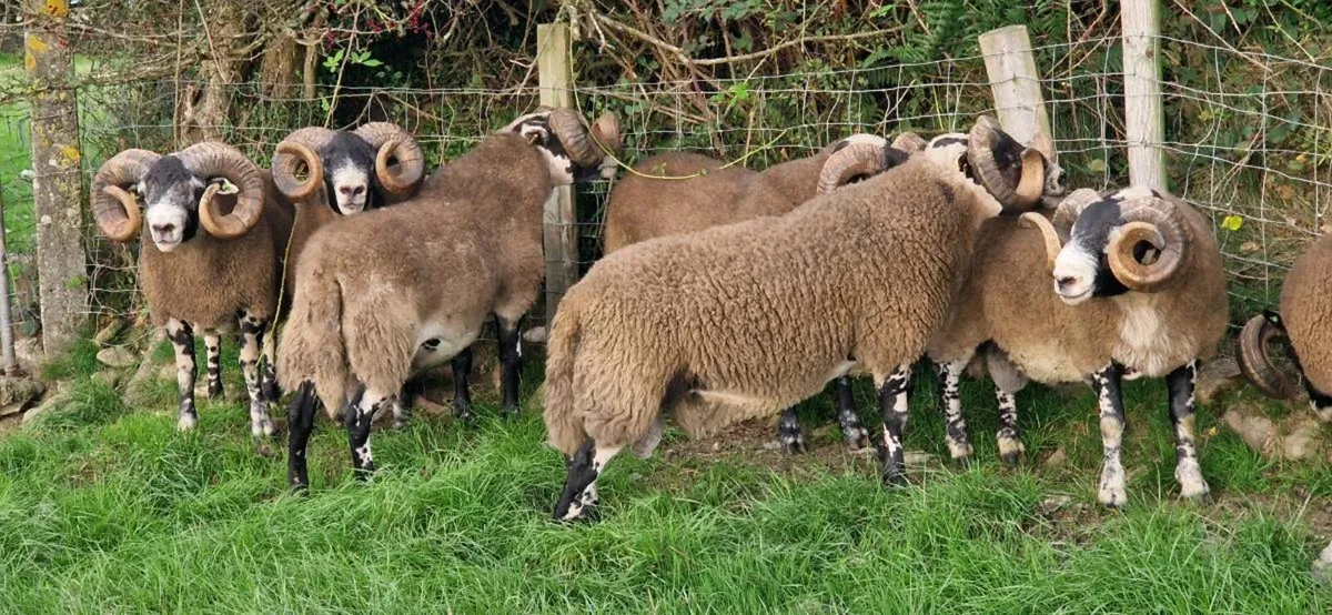 South of Ireland Lanark Rams - Image 2