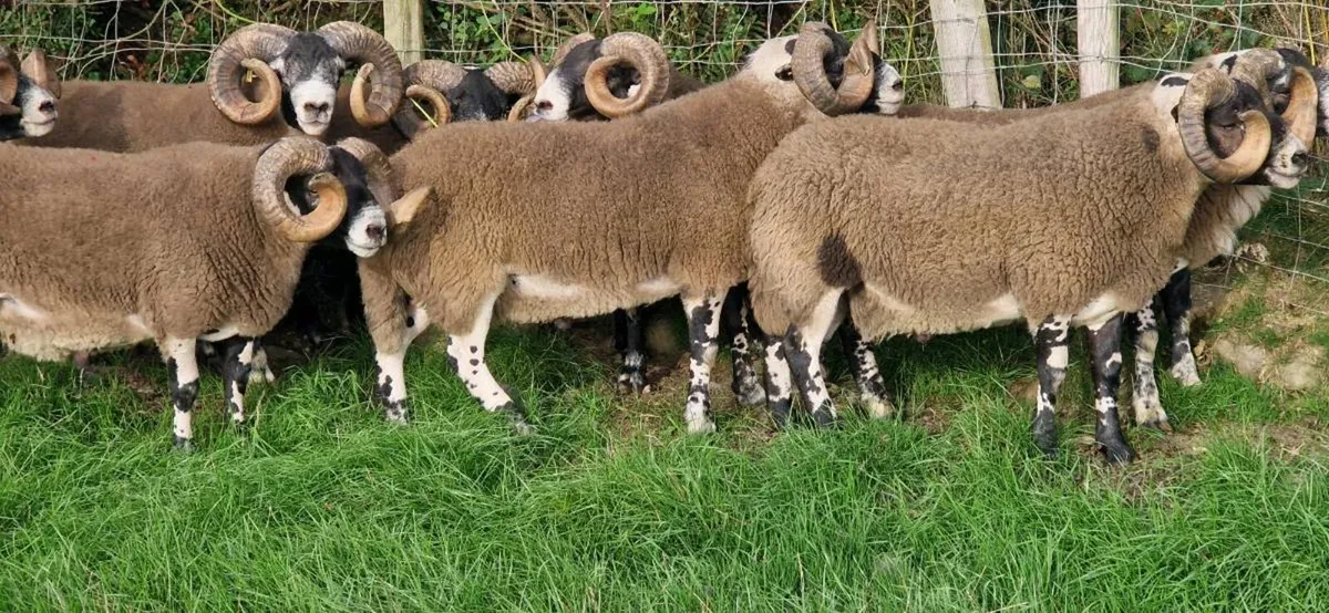 South of Ireland Lanark Rams - Image 3