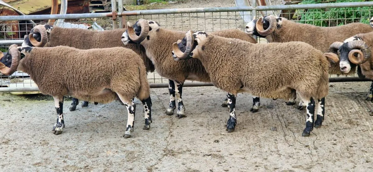 South of Ireland Lanark Rams - Image 4