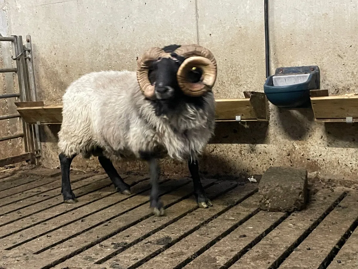 Mayo Aged Ram - Image 2