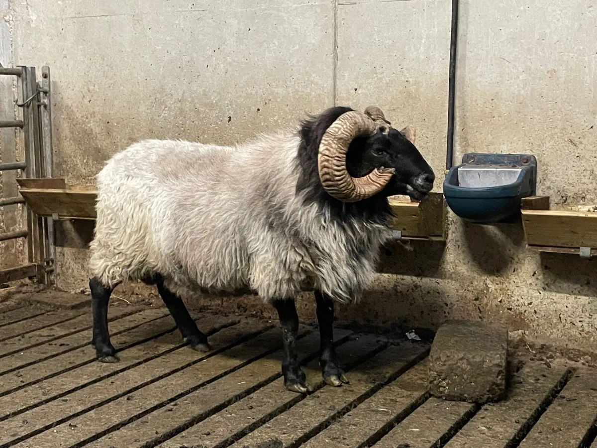 Mayo Aged Ram - Image 3