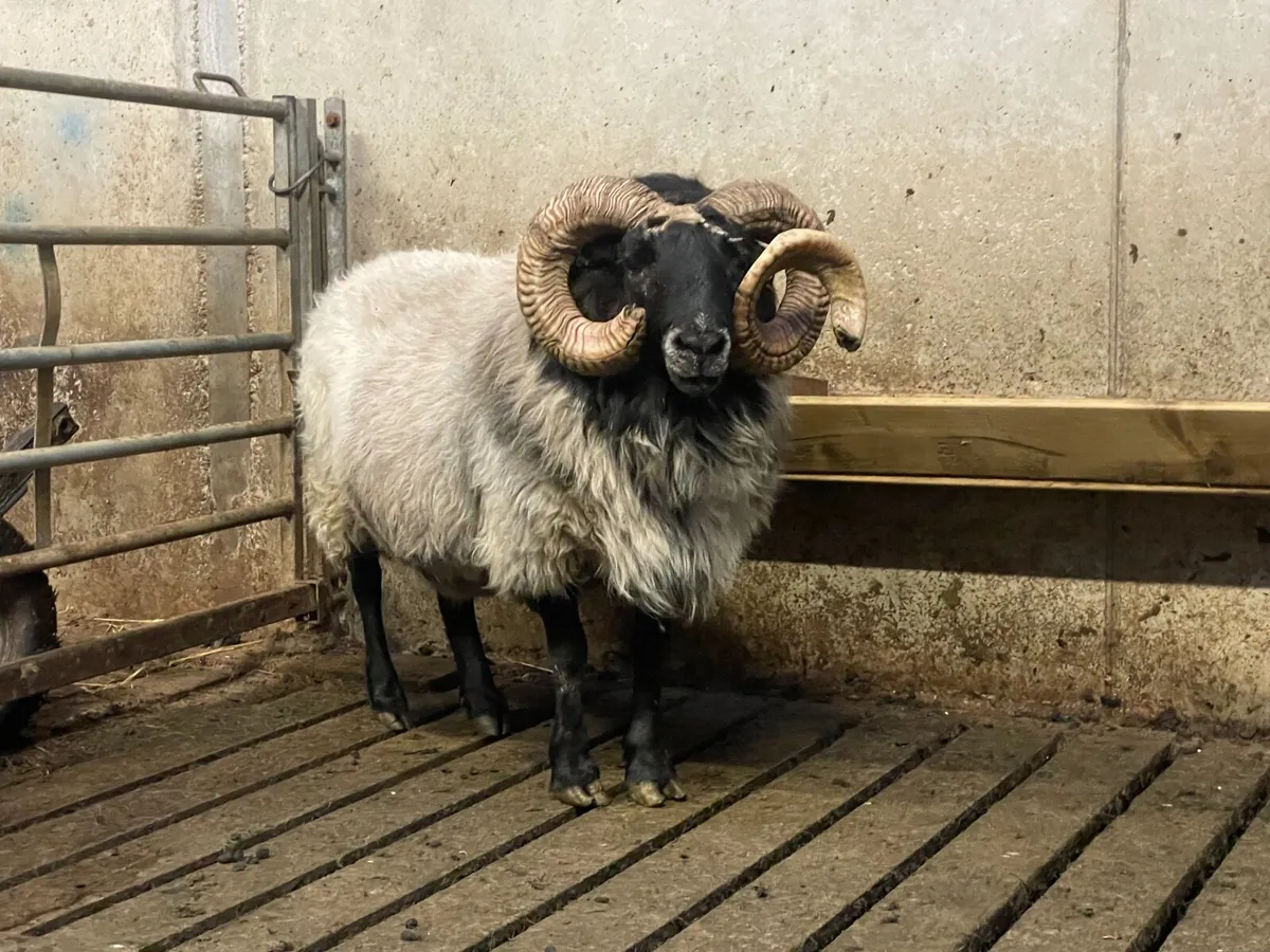 Mayo Aged Ram - Image 4