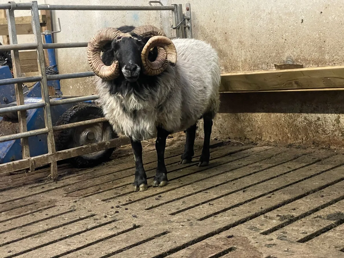 Mayo Aged Ram - Image 1