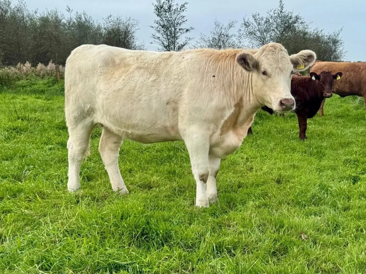 Pedigree Shorthorn Heifers - Image 3
