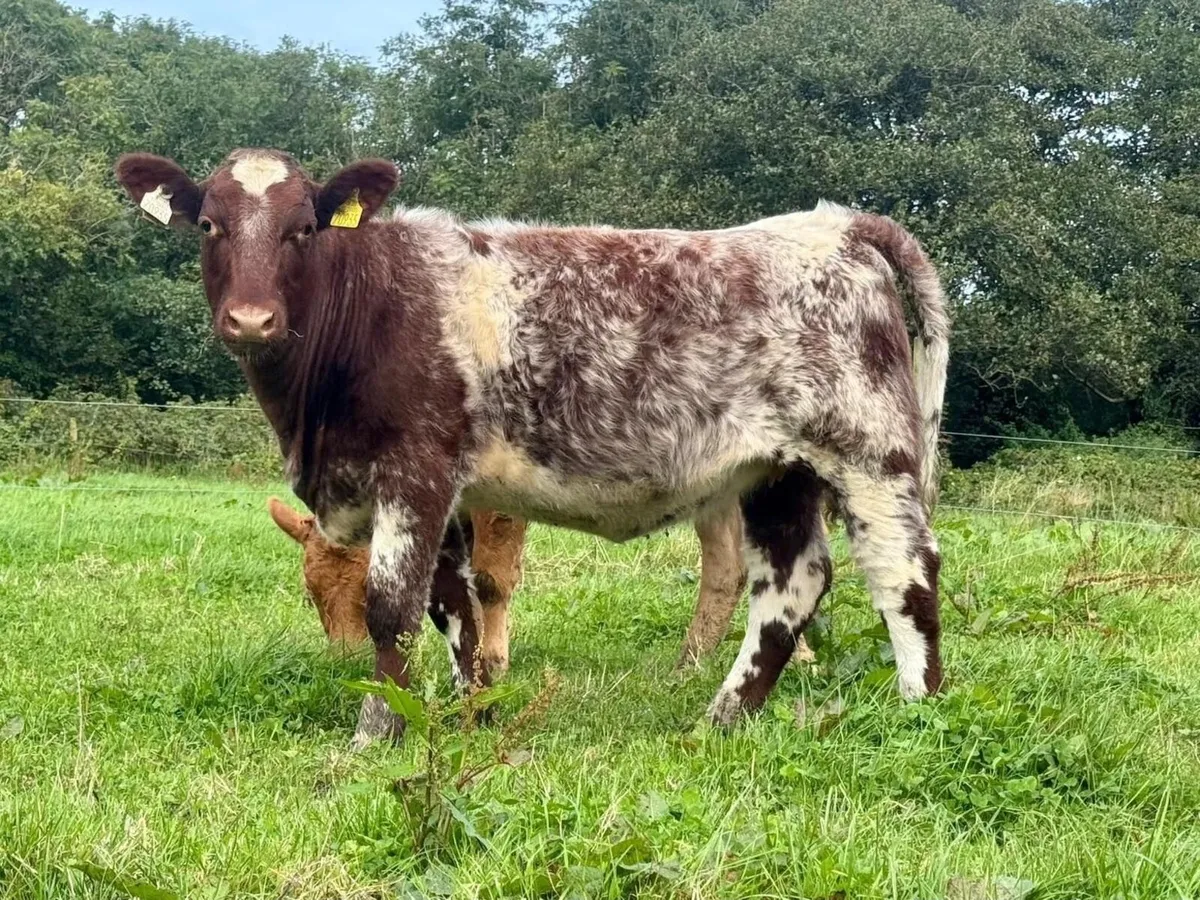 Pedigree Shorthorn Heifers - Image 4