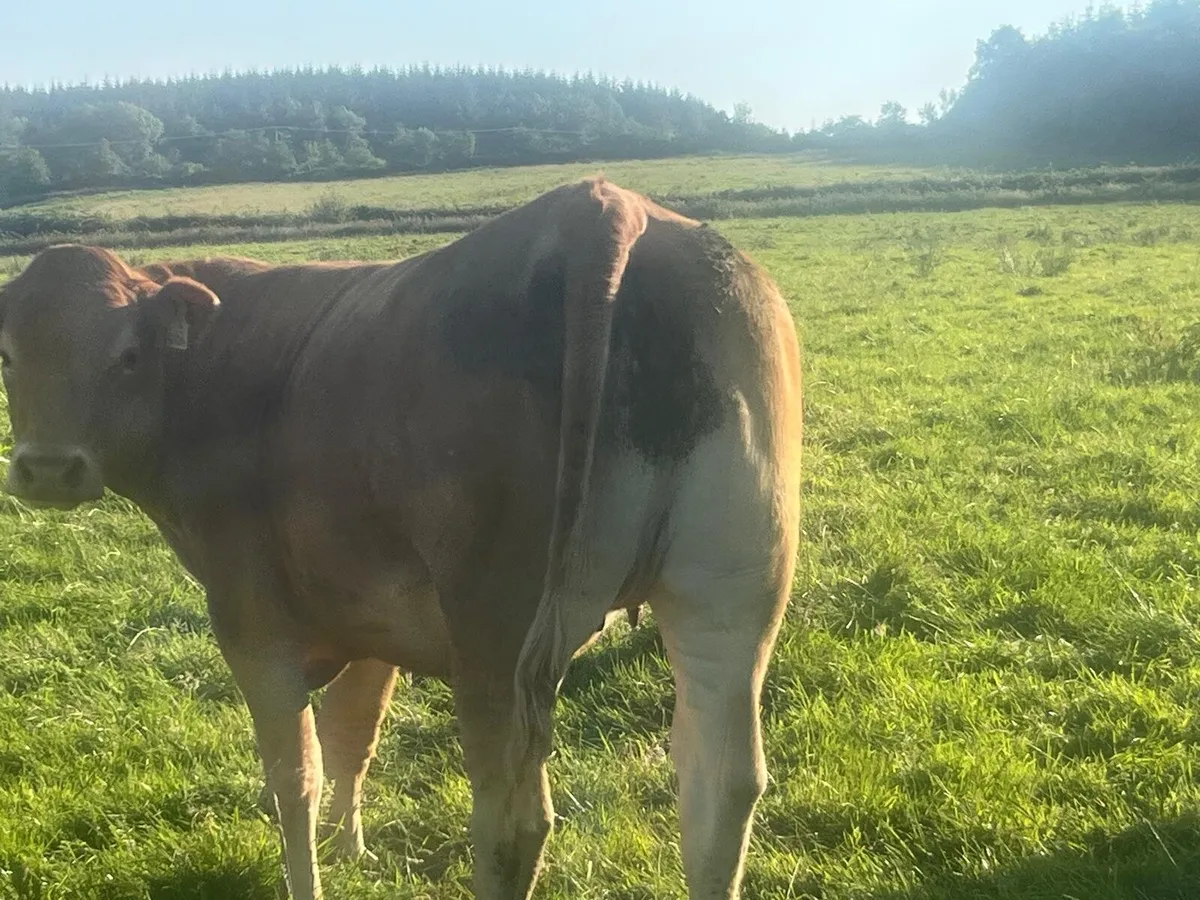 21 Limousine Heifers - Image 3