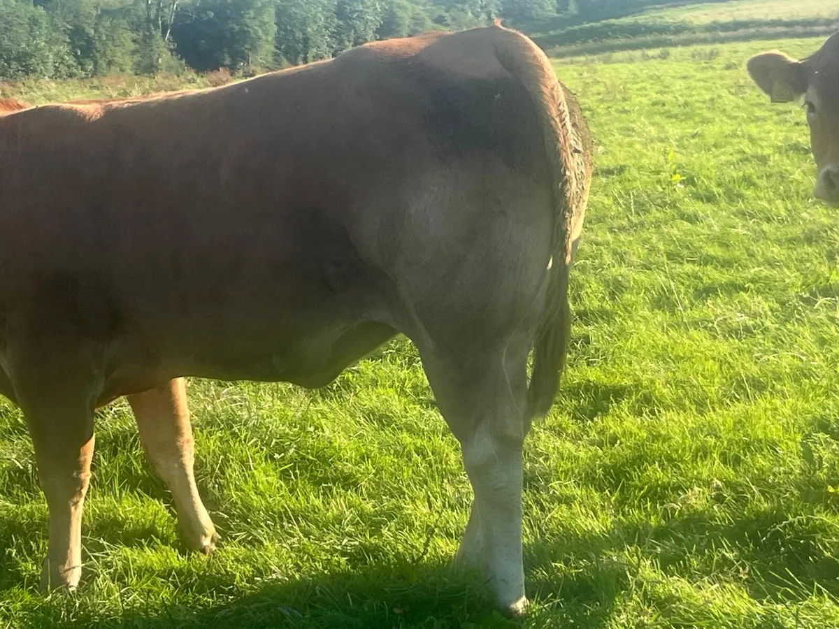21 Limousine Heifers - Image 4