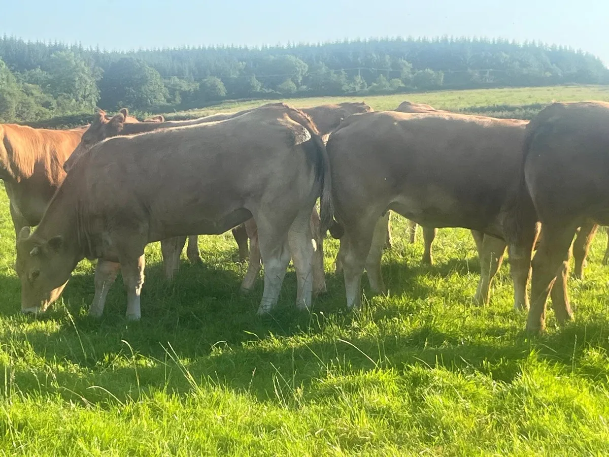 21 Limousine Heifers - Image 1