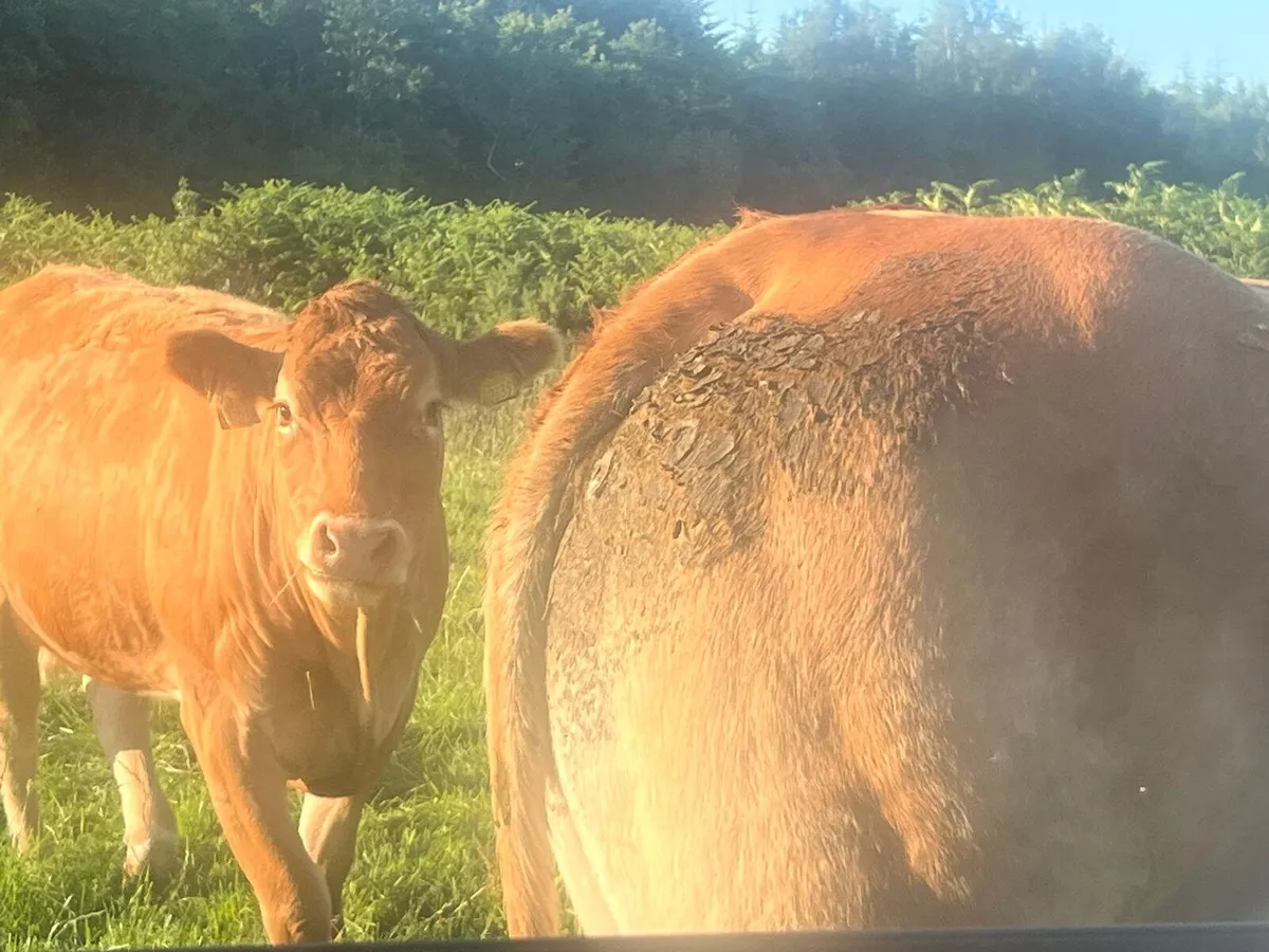 21 Limousine Heifers - Image 2