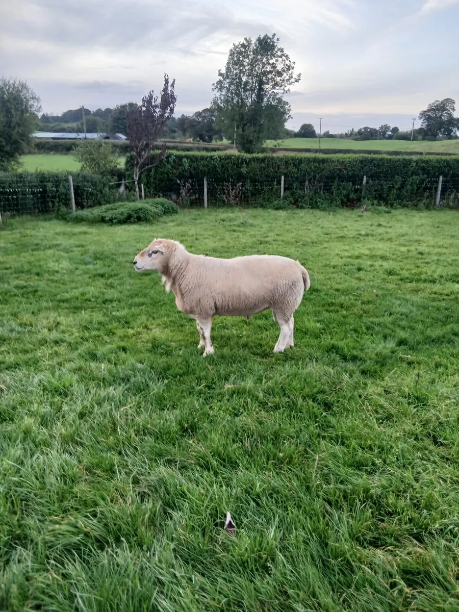 Ram - Image 2