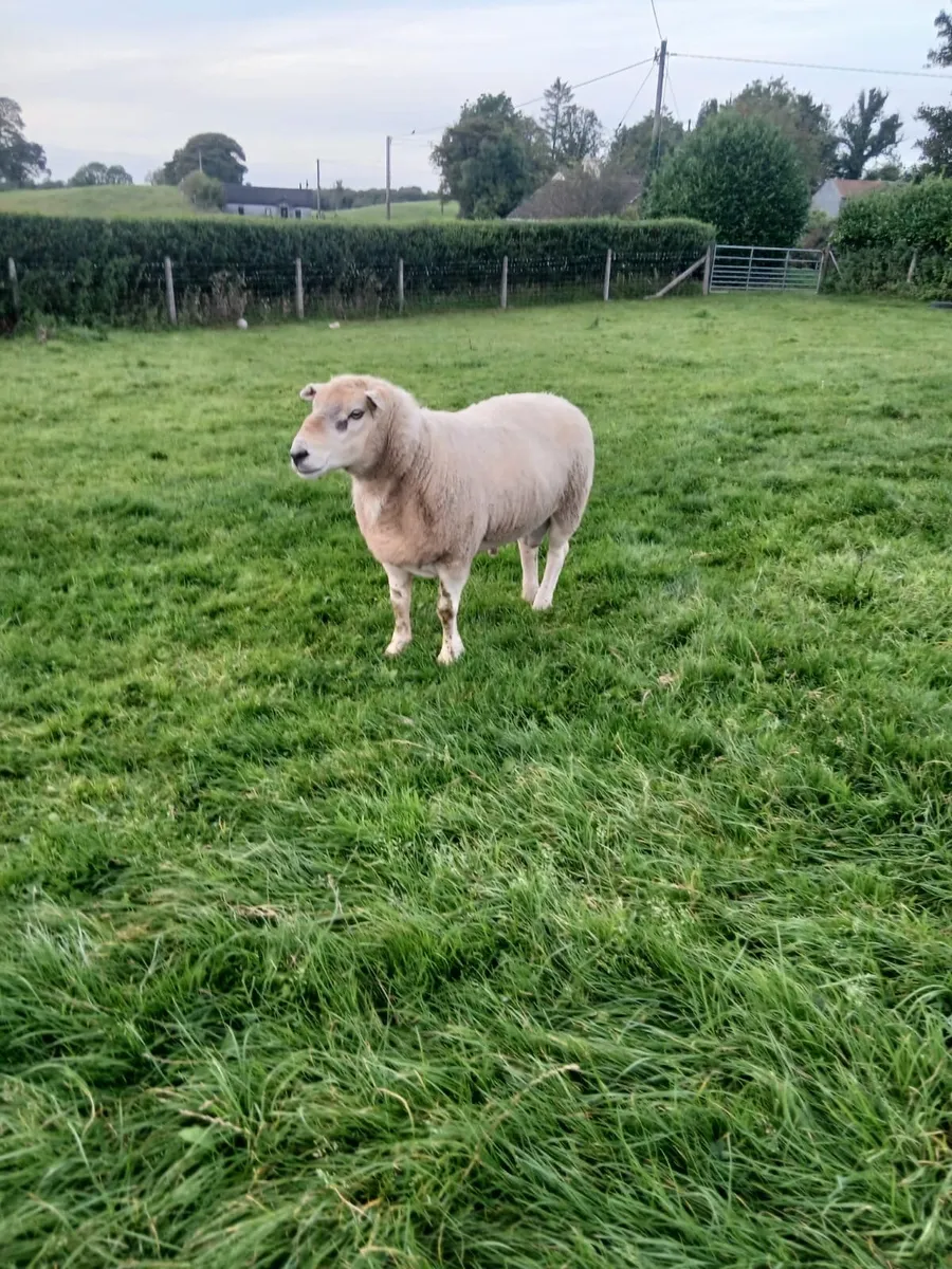 Ram - Image 3