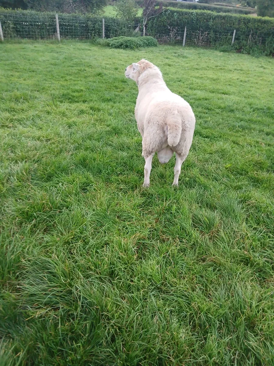 Ram - Image 4