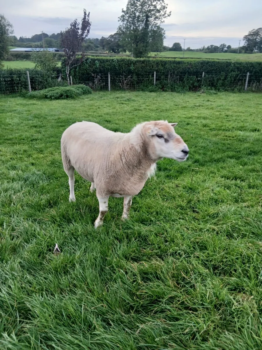 Ram - Image 1