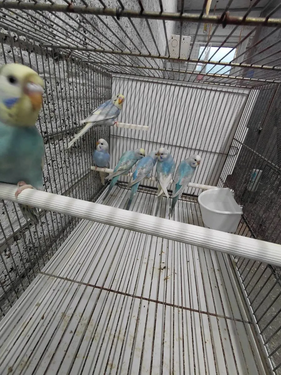 Budgies - Image 1