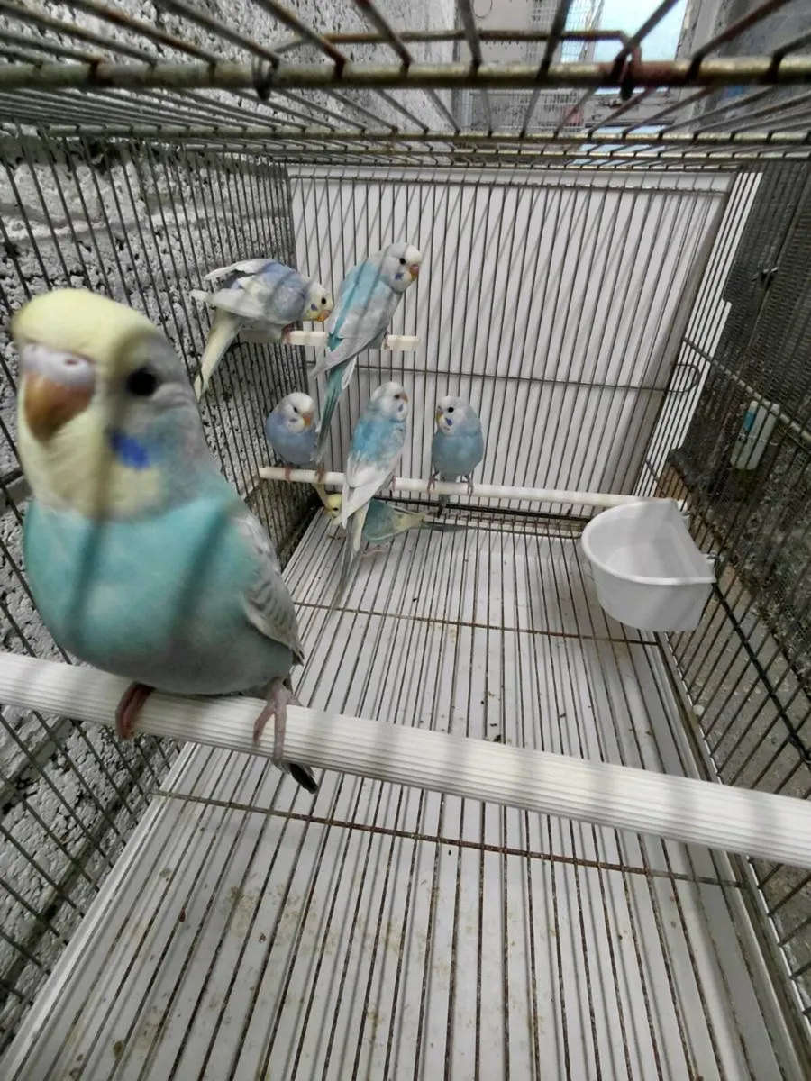 Budgies - Image 2