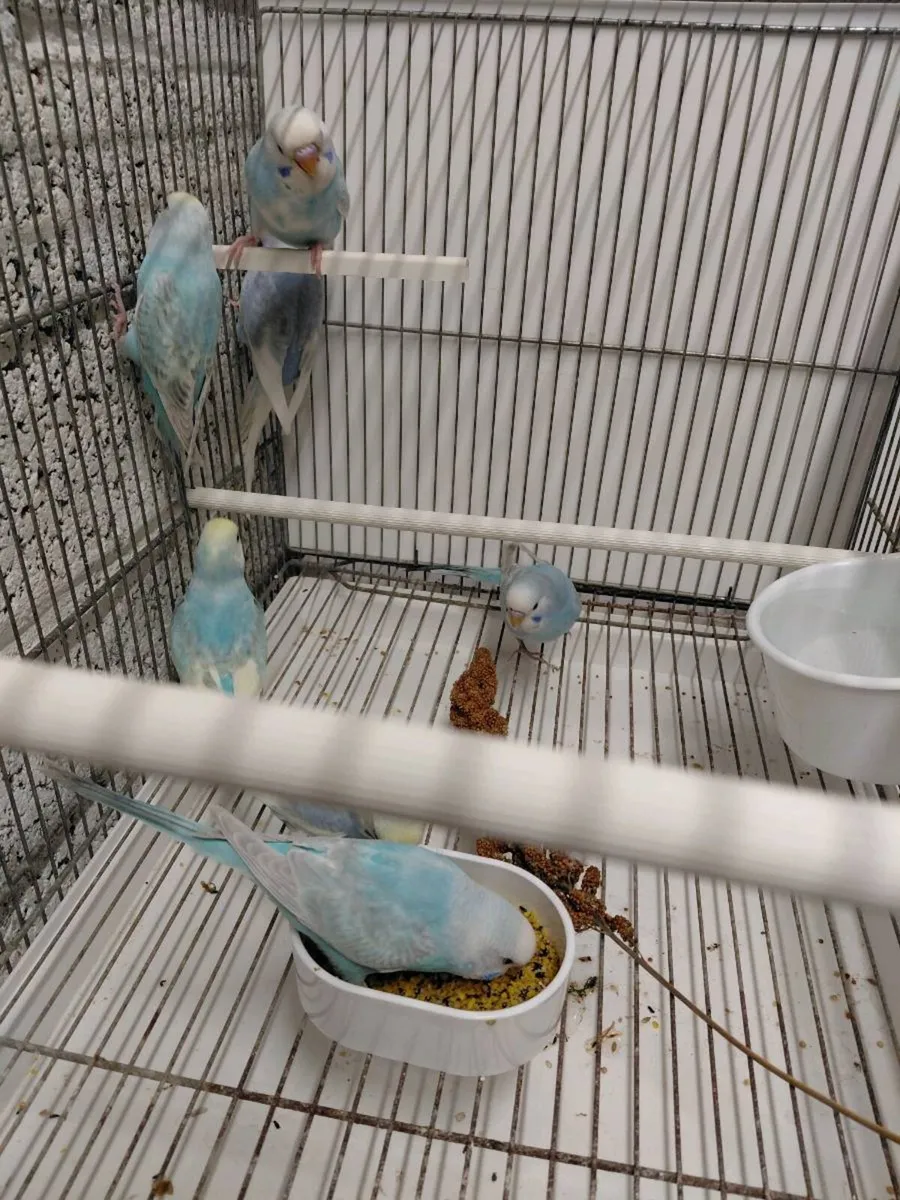Budgies - Image 3