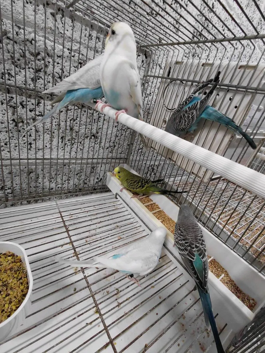 Budgies - Image 4
