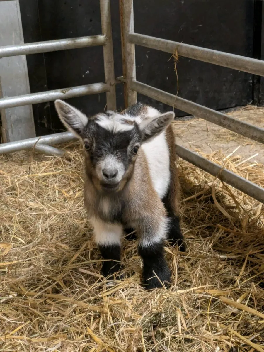 Pygmy goats - Image 1