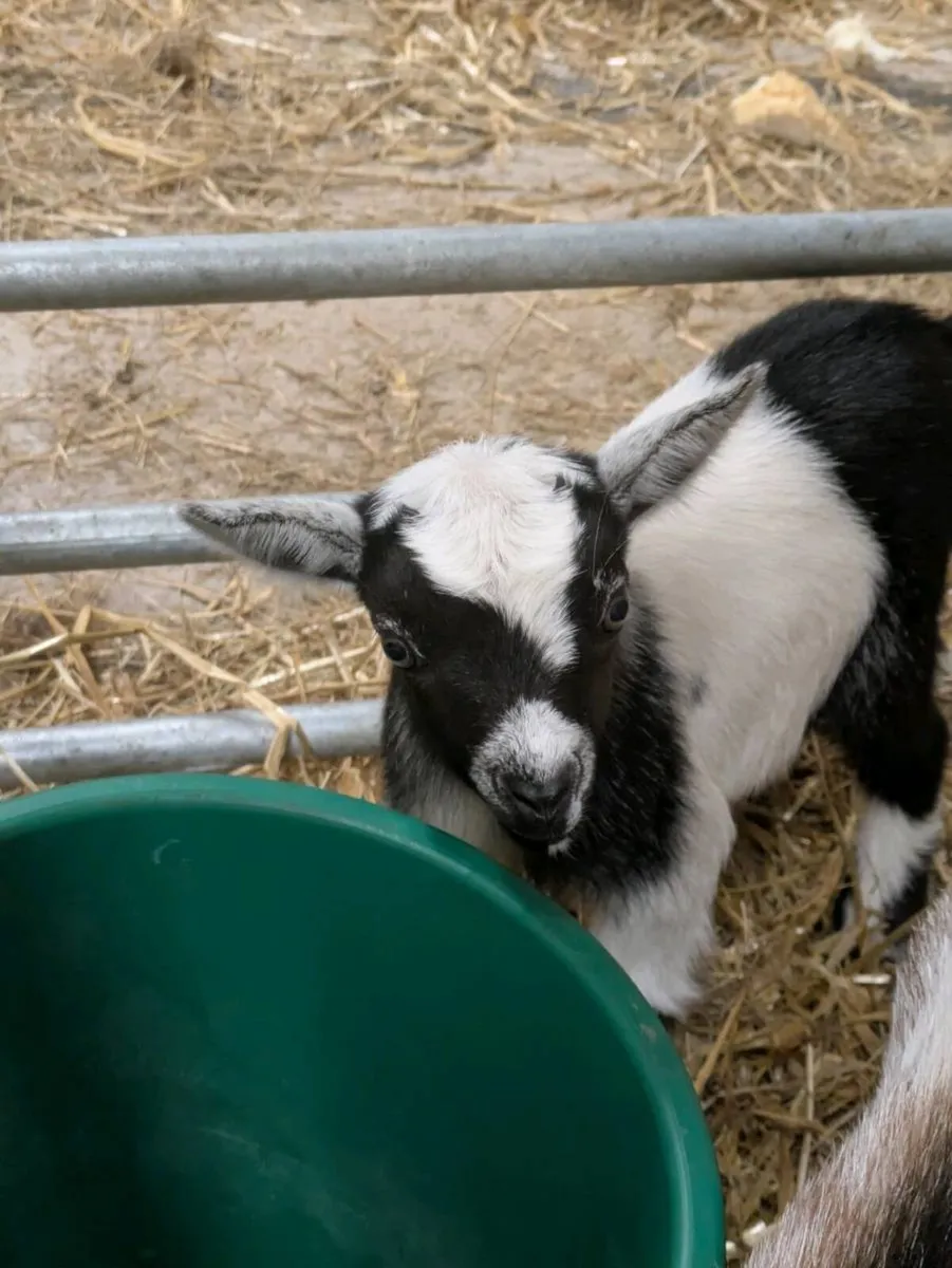 Pygmy goats - Image 2