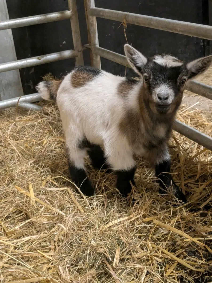 Pygmy goats - Image 3