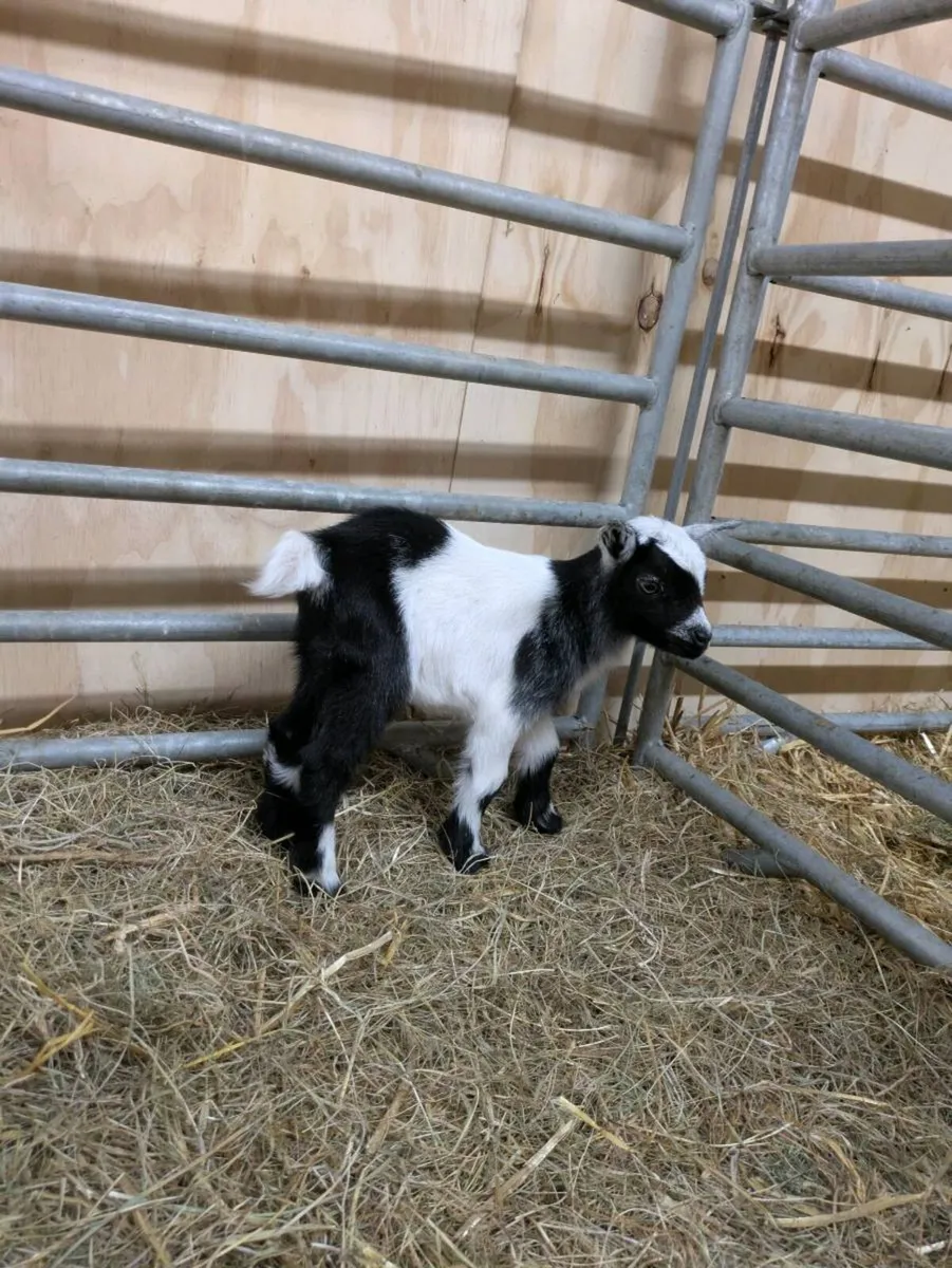 Pygmy goats - Image 4