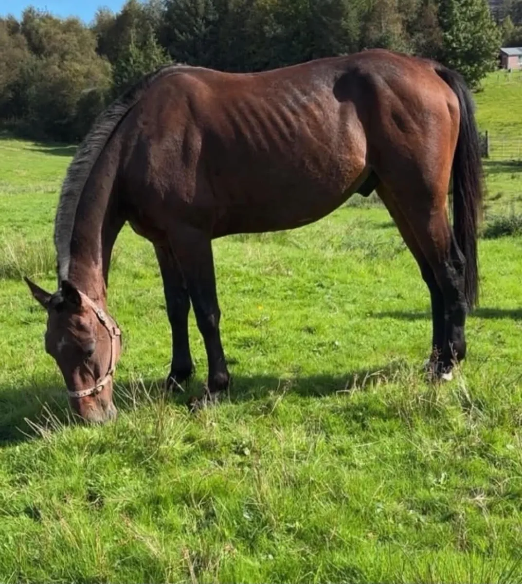 Driving gelding - Image 3