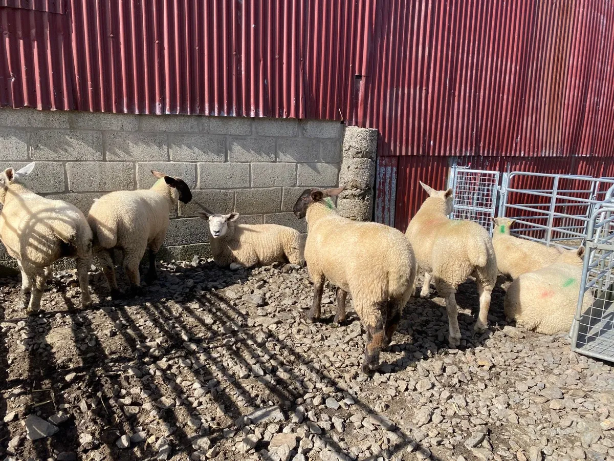 Ewe lambs - Image 3