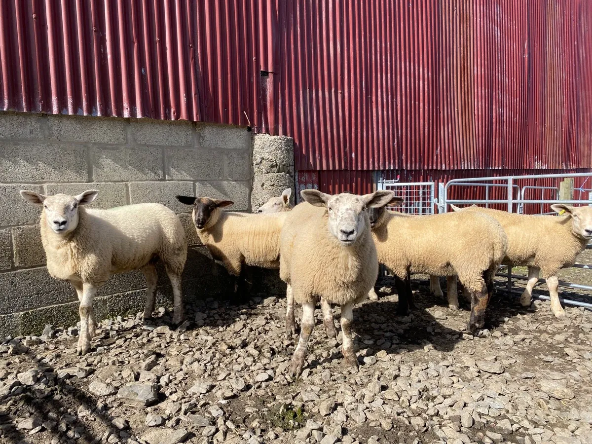 Ewe lambs - Image 4