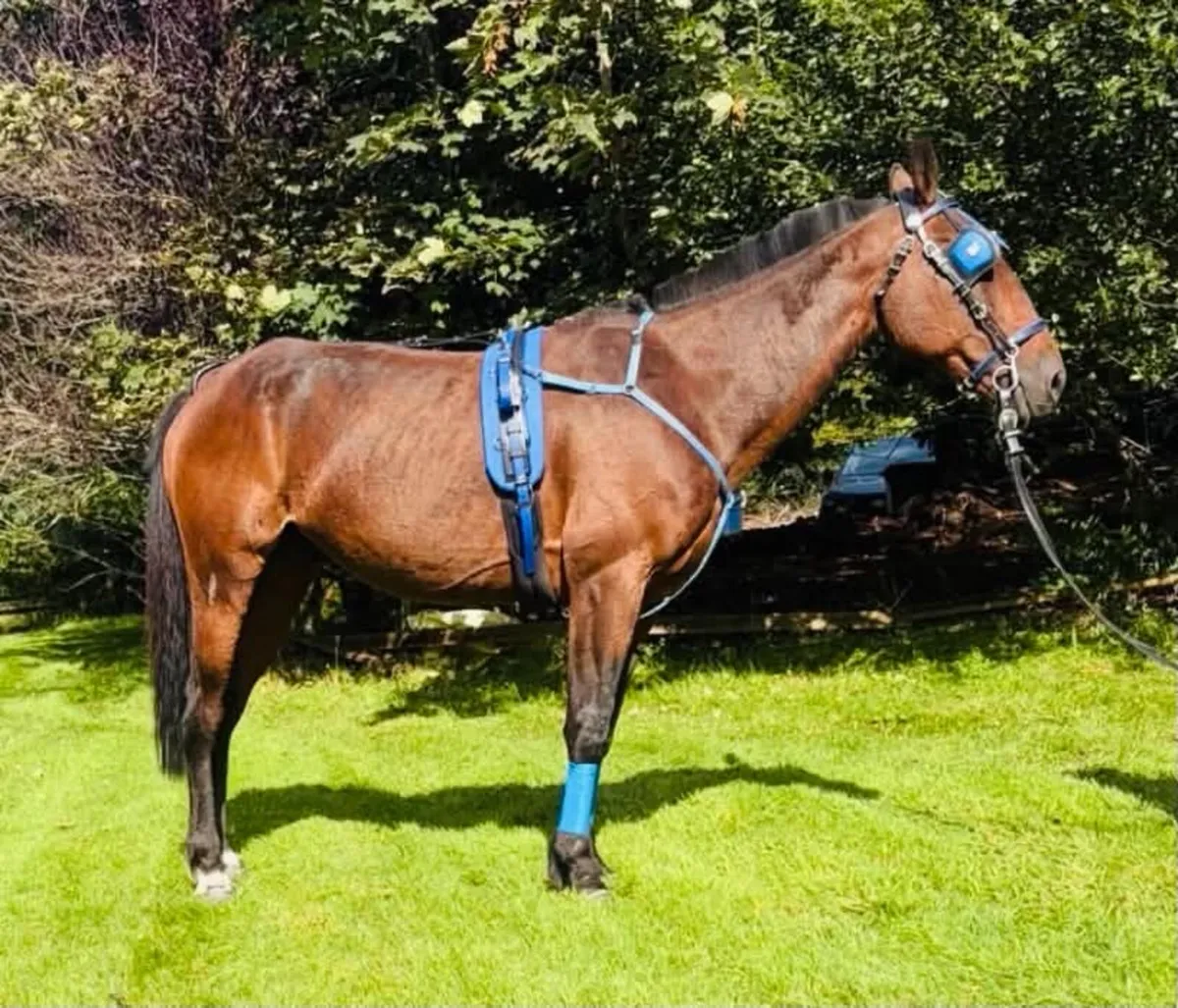 Driving horse - Image 1