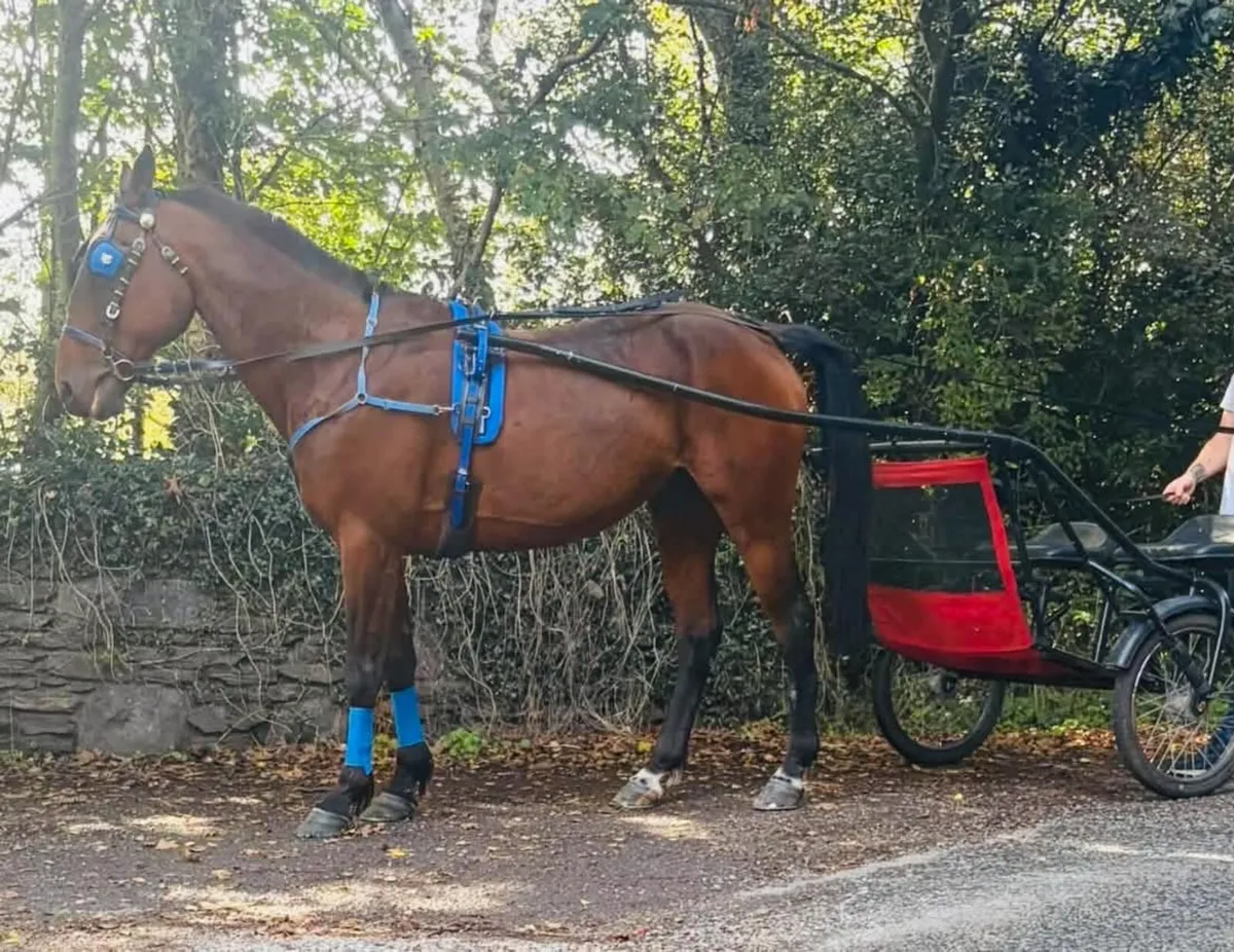 Driving horse - Image 2