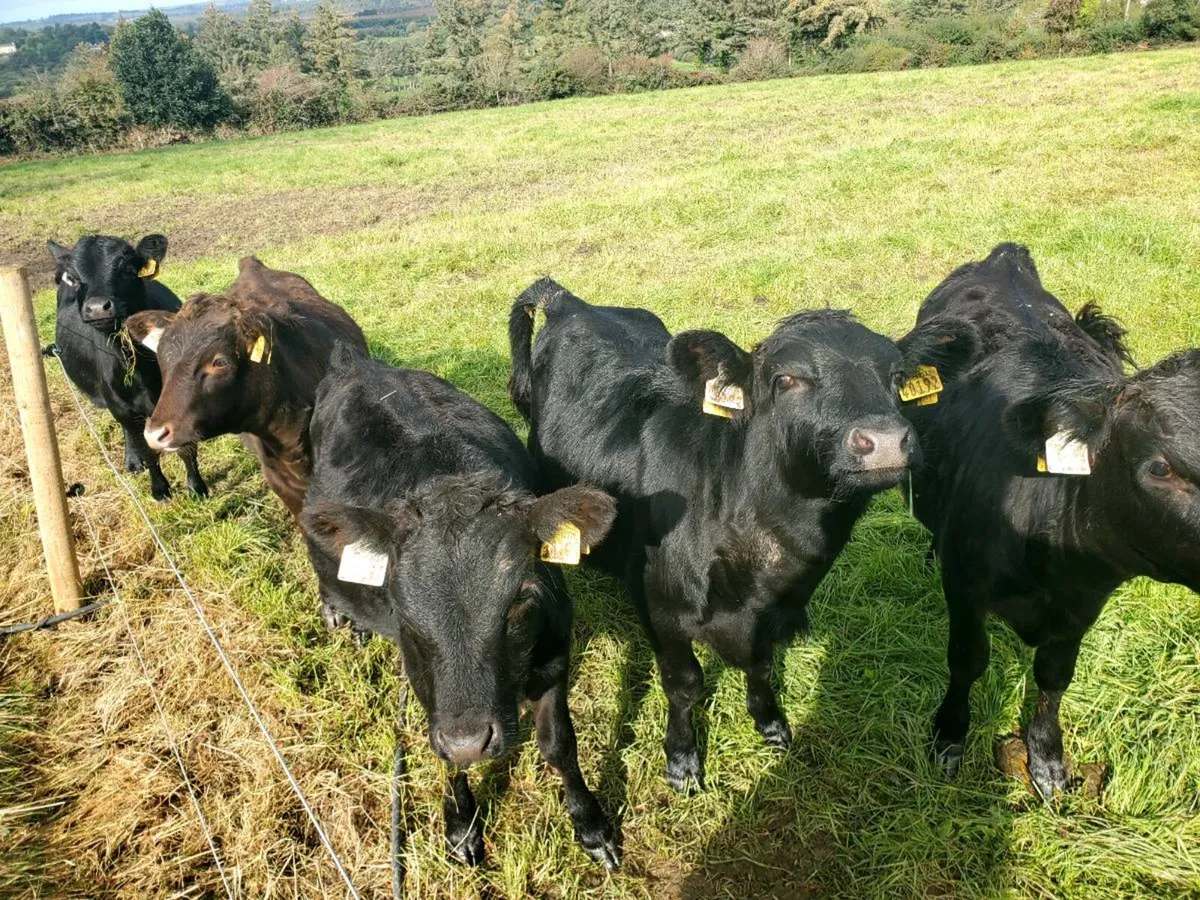 Dexter Heifers - Image 1