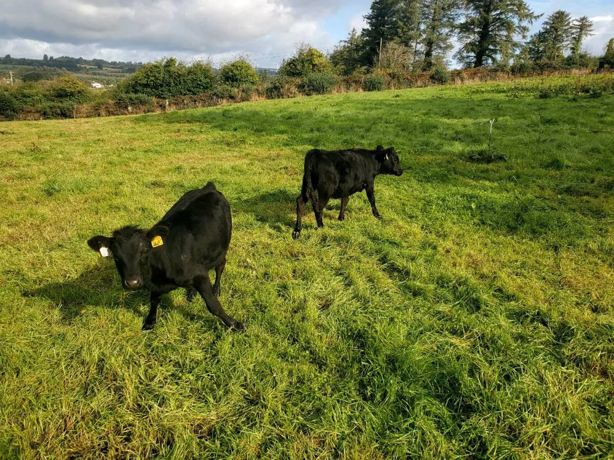 Dexter Heifers - Image 2