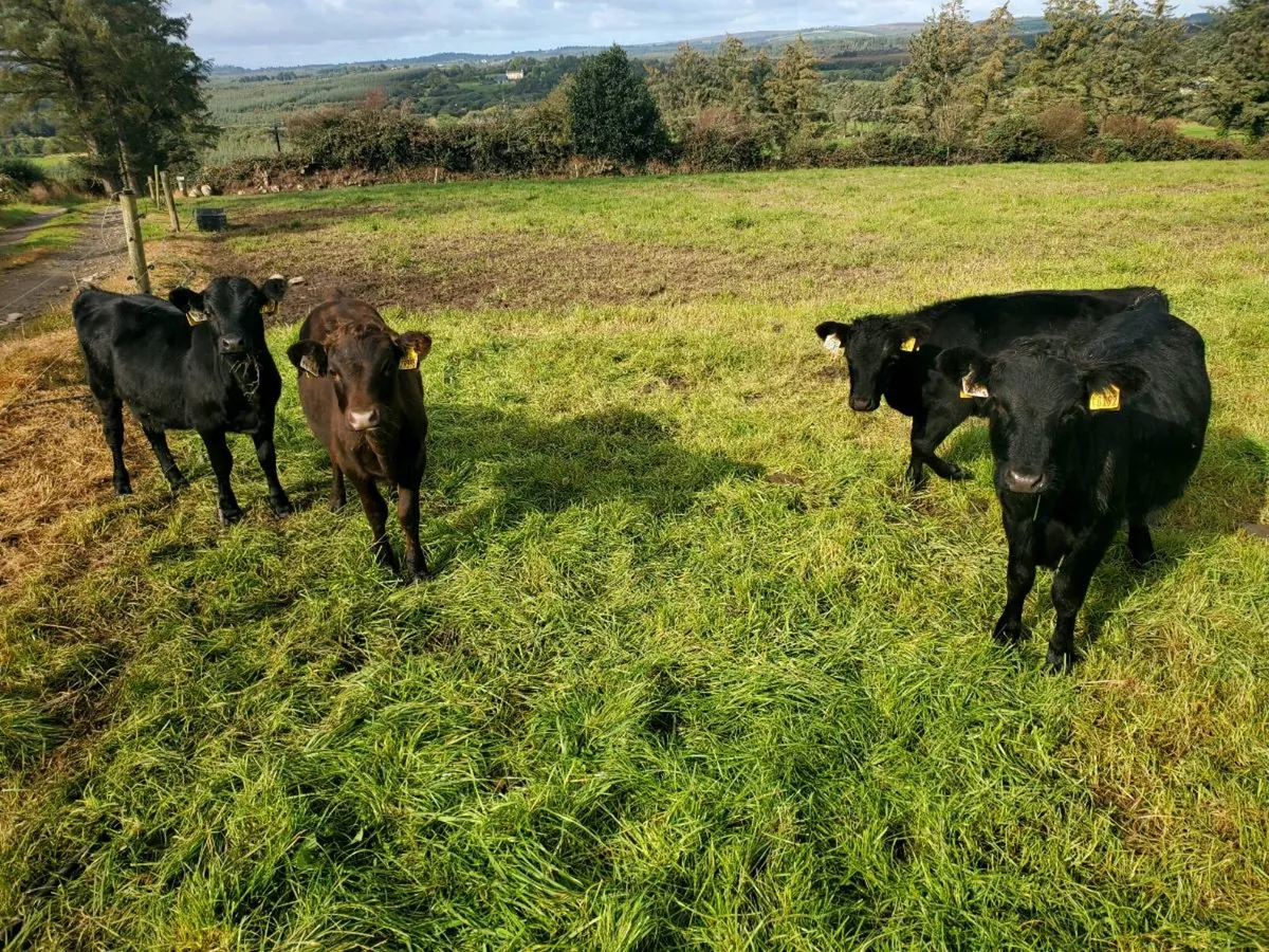 Dexter Heifers - Image 3