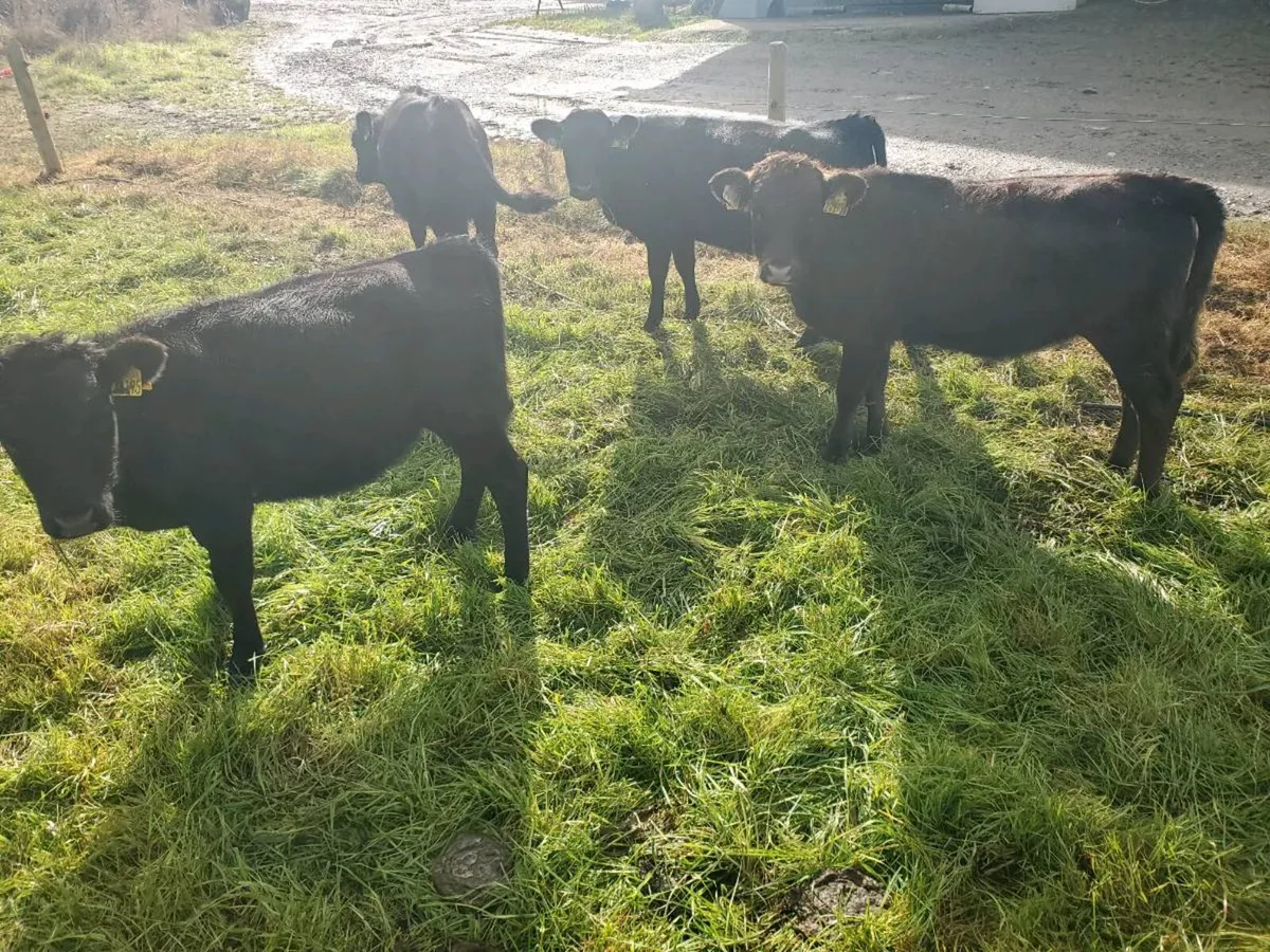 Dexter Heifers - Image 4