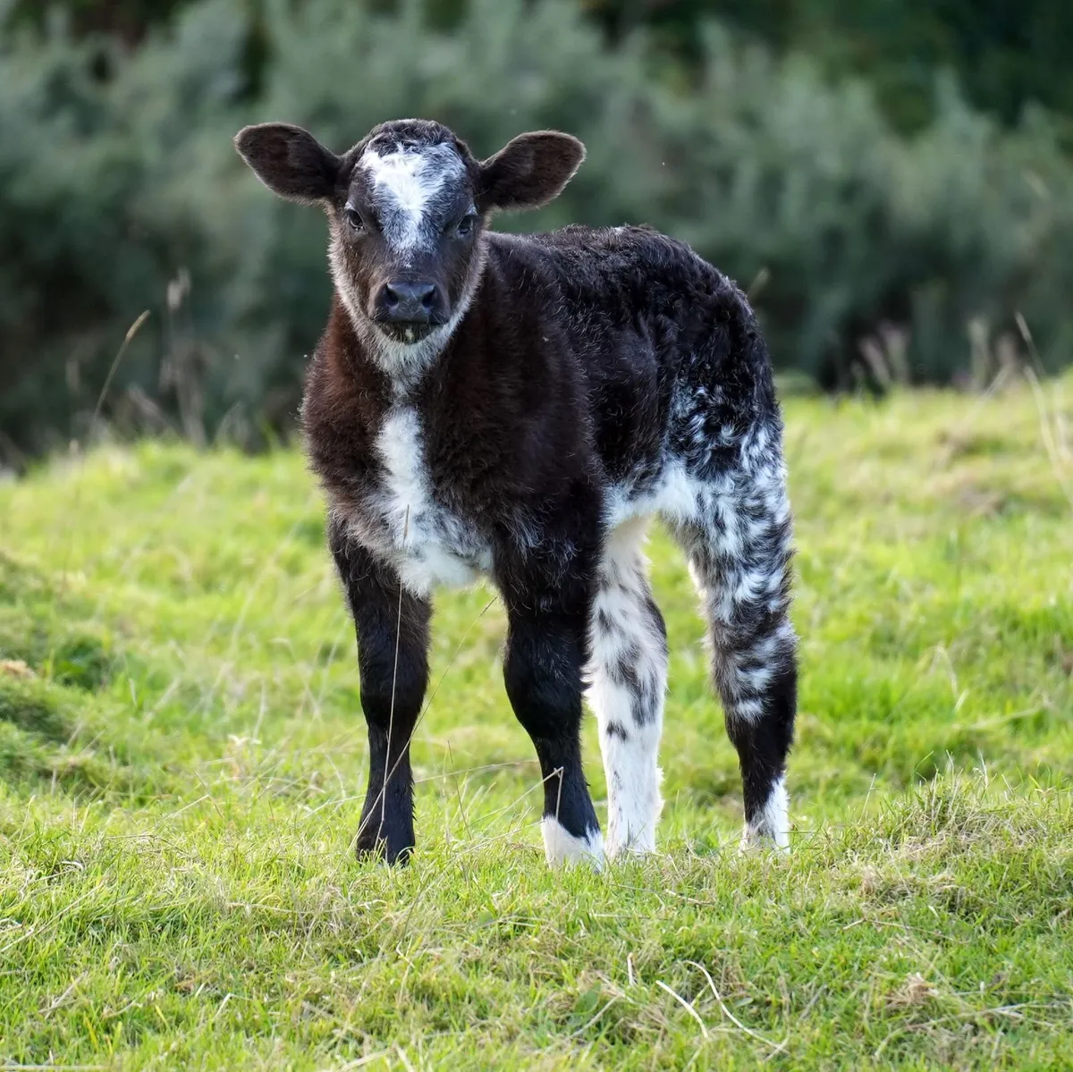 2 Super Limousin x Outfits & Blue Heifer Calves - Image 1