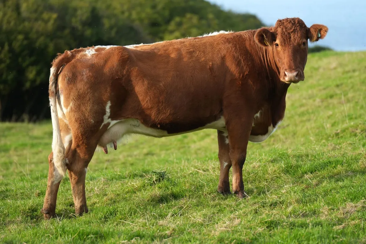 2 Super Limousin x Outfits & Blue Heifer Calves - Image 3