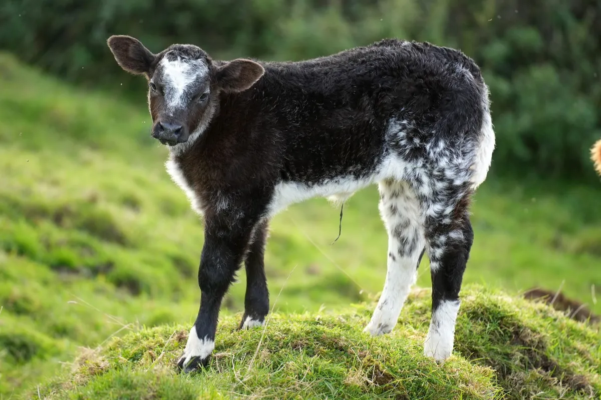 2 Super Limousin x Outfits & Blue Heifer Calves - Image 4