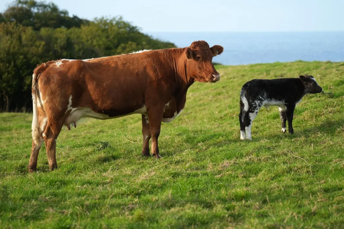 2 Super Limousin x Outfits & Blue Heifer Calves - Image 2