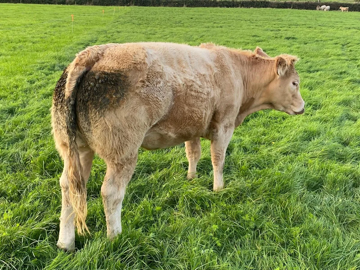 Organic heifers for gort show & sale Oct 1st - Image 1