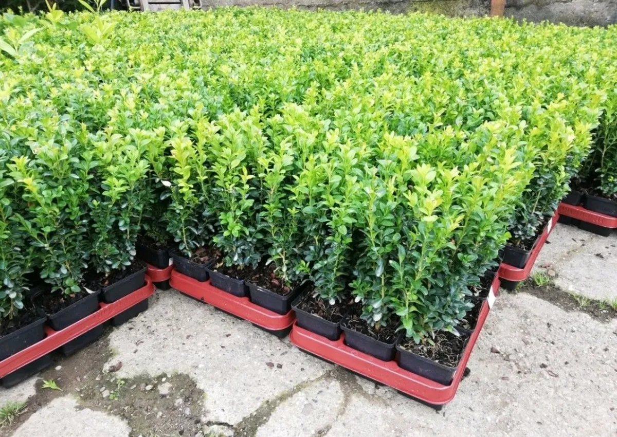 Box Hedging - Image 1