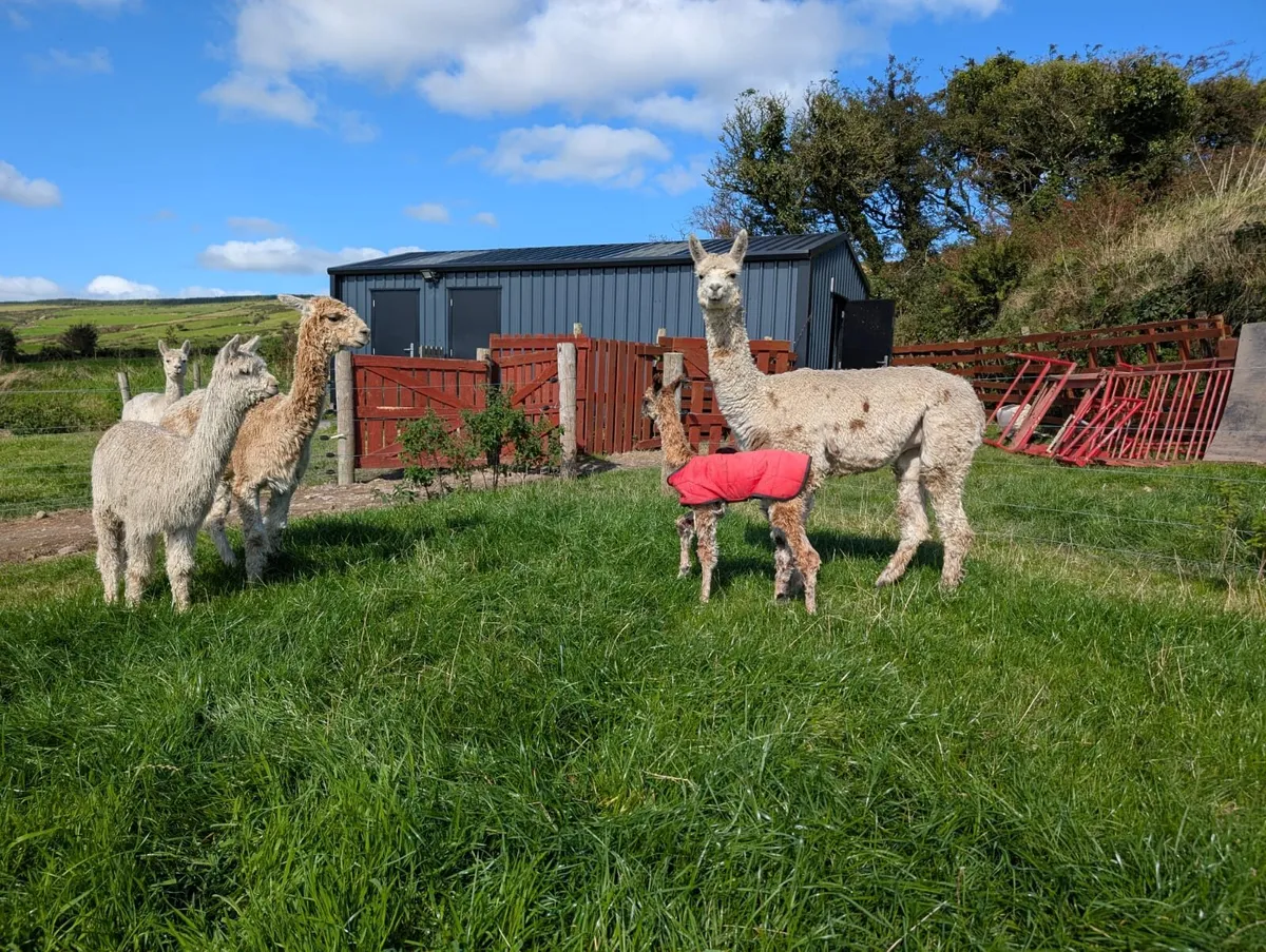 Selection of Alpacas for sale - Image 2