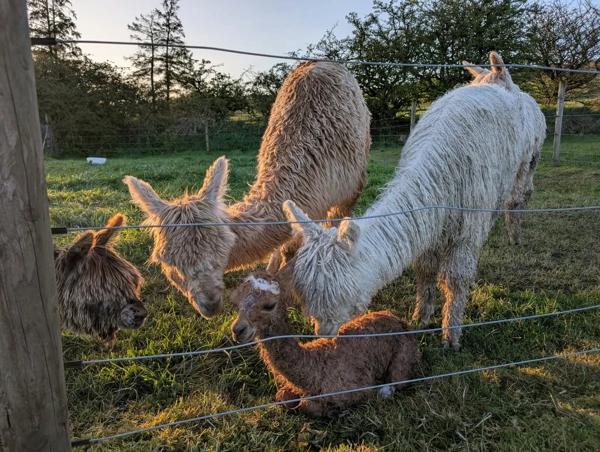Selection of Alpacas for sale - Image 3