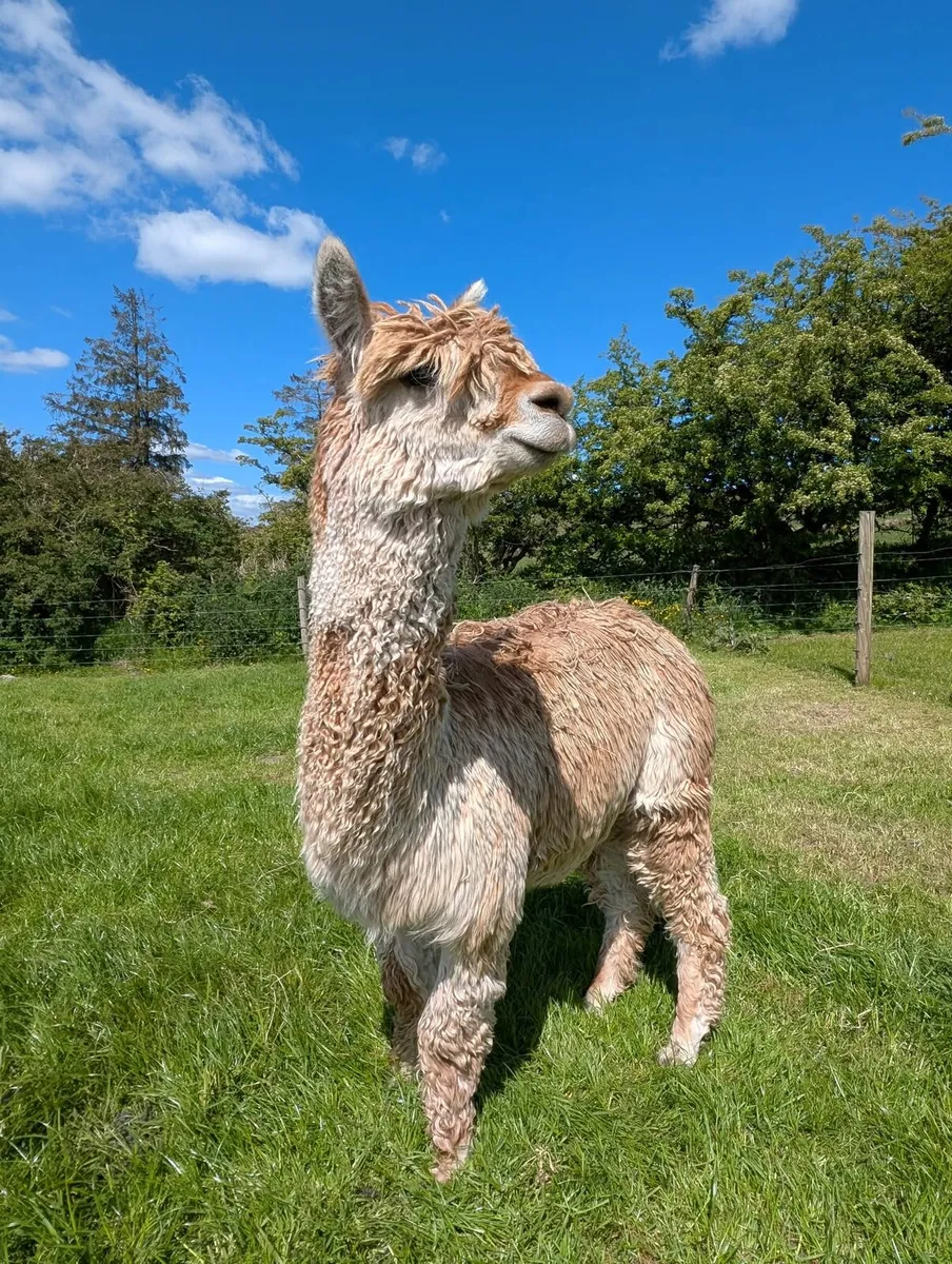 Selection of Alpacas for sale - Image 4