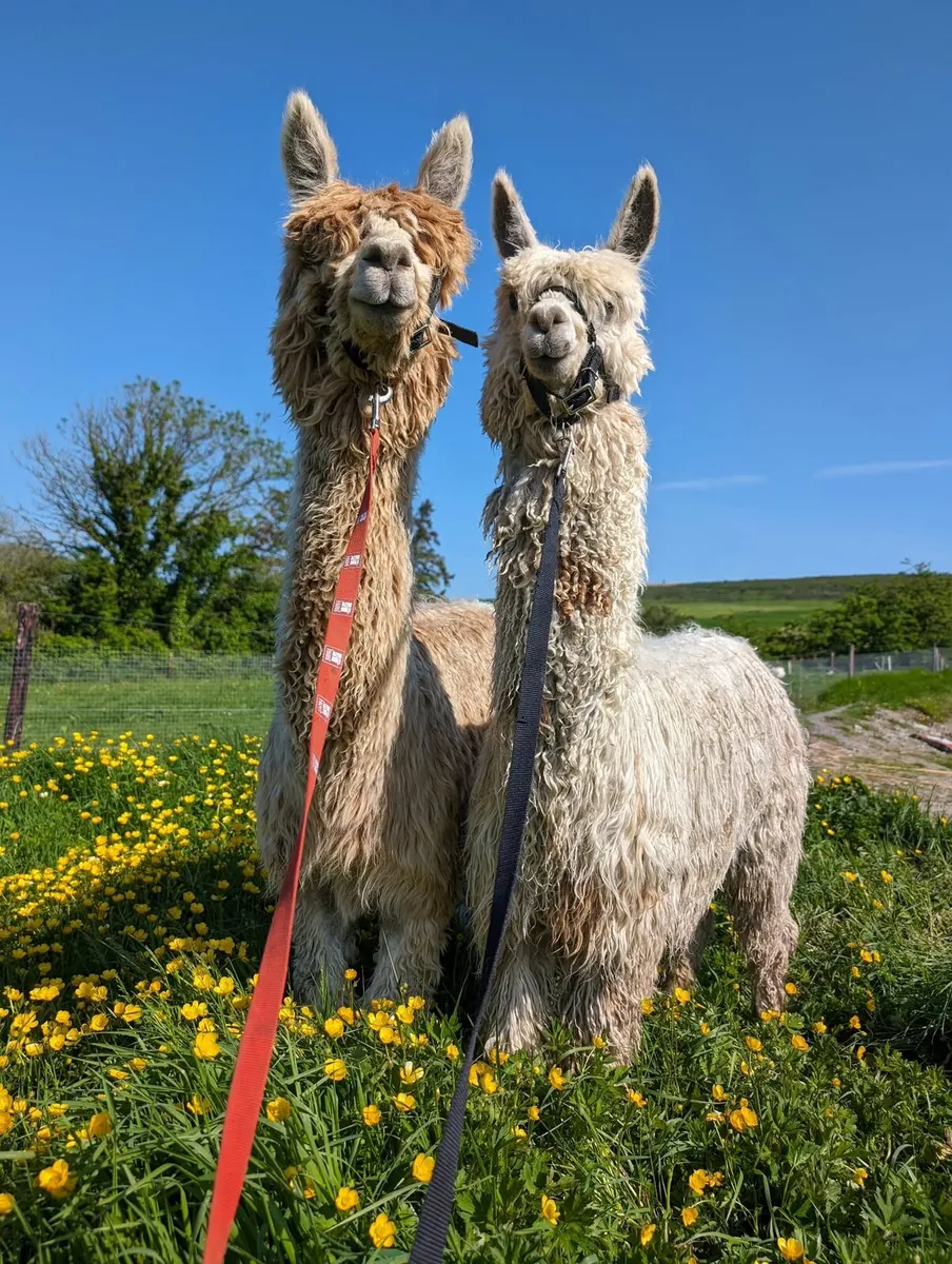 Selection of Alpacas for sale - Image 1