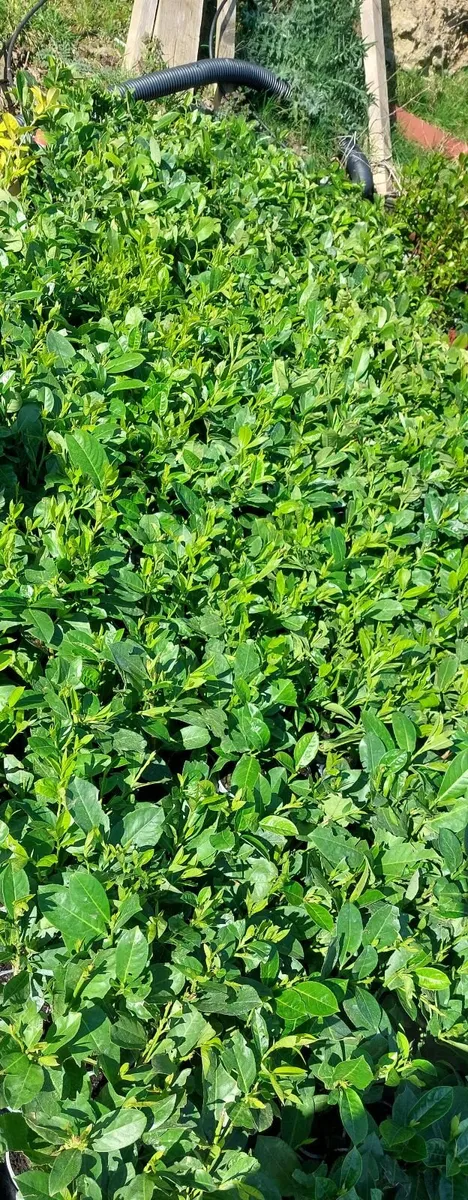 Laurel Hedging - cherry laurel - Image 2